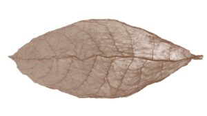 colorado Leaf
