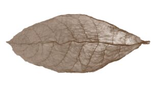 Colorado-Maduro Leaf