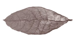 Maduro Leaf