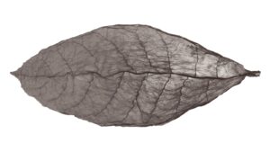 Oscuro Leaf